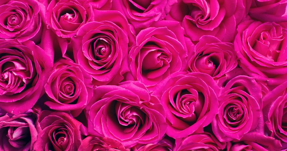 pink-roses-2249403_1920